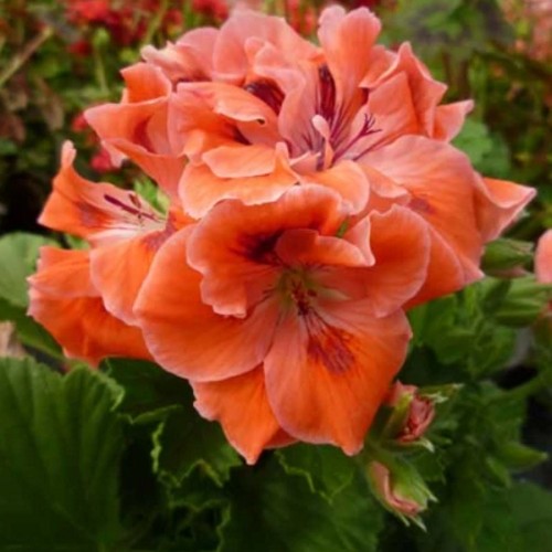 Pelargonium 'Margaret Salvidge' - Pelargoon 'Margaret Salvidge' P9/0,55L